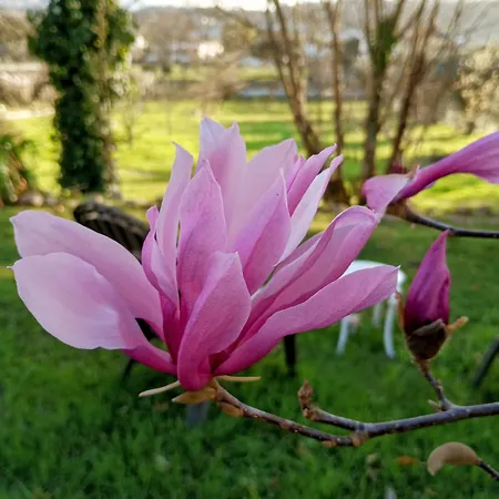 Magnolias Lousã