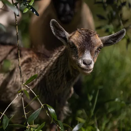 Magnolias Bed & Breakfast 4*