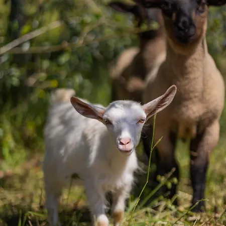 Magnolias Bed & Breakfast