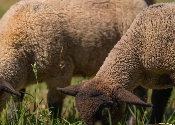 Magnolias Alojamento de Acomodação e Pequeno-almoço