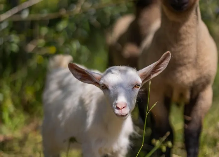 Magnolias Alojamento de Acomodação e Pequeno-almoço